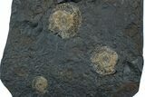 Dactylioceras Ammonite Cluster - Posidonia Shale, Germany #169471-1
